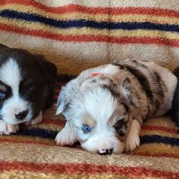 Toy Australian Shepherds from High Point Toy Aussies