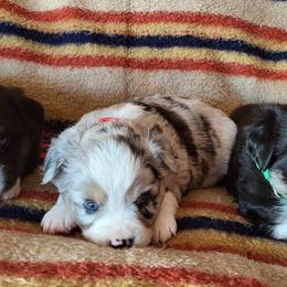 Toy Australian Shepherds from High Point Toy Aussies