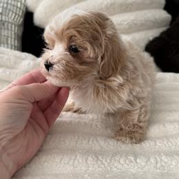 Rome - Apricot male Maltipoo puppy in Fredericktown, Missouri from Doodle Pups Fur-Ever
