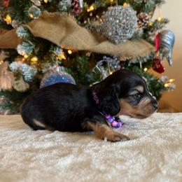 Isabelle - Black and cream female Dachshund puppy in Lincoln, Arkansas from Red Dirt Dachshunds