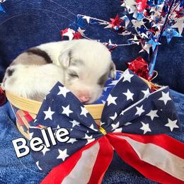 Belle (Princess Leia) - Blue merle female Australian Shepherd puppy in Smithfield, Utah from Invictus Farms