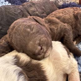 Brownie - Chocolate male Goldendoodle puppy in Cross, South Carolina from DoodleDandy & Danes