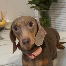 Julieta - Dachshund