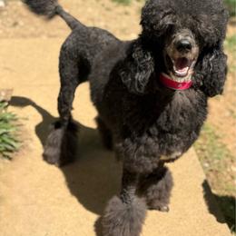 Dolly - Poodle