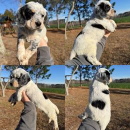 Tri roan boy - Blue roan and tan male English Cocker Spaniel puppy in Millen, Georgia from Pine Hill Kennels