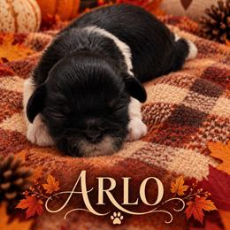 Arlo - Black and white male Shih Tzu puppy in Montgomery, Texas from Furbourne Farm