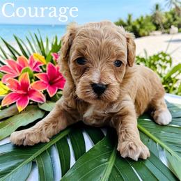 Courage - Red  male Goldendoodle puppy in Newnan, Georgia from Wagging Tailz Pups