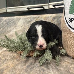 Girl 4 - female Bernedoodle puppy in Temecula, California from Country Hills Doodles