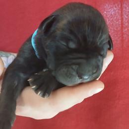 Baby blue - Black brindle male Cane Corso puppy in Los Lunas, New Mexico from Top Gun Kennels NM
