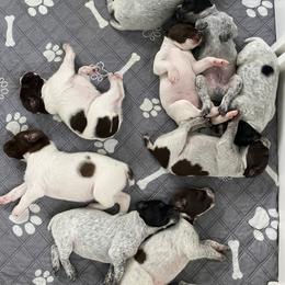German Shorthaired Pointer Puppies from Thunder Mountain Gun Dogs