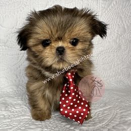 Shih Tzu puppies from Shurbeez Shih Tzu