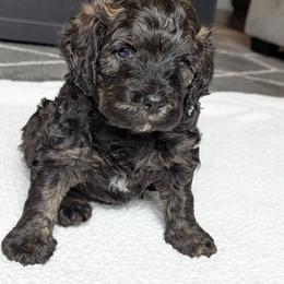 Green - Sable male Bernedoodle puppy in Connecticut from Valley View Doodles