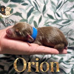 Orion AKC-CKC - Chocolate and tan male Dachshund puppy in Tecumseh, Oklahoma from MoonBerry Miniature Dachshunds