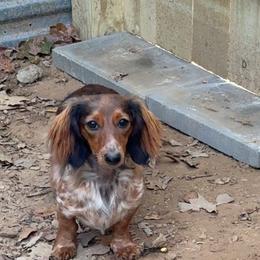Kacie - Piebald female Dachshund puppy in Searcy, Arkansas from Short and Sassy Doxies