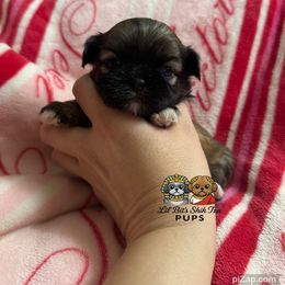 Honey - Sable female Shih Tzu puppy in Walkertown, North Carolina from Lil’ Bit’s Shih Tzu