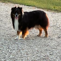 Gap - Black tri male Miniature Australian Shepherd puppy in Lacombe, Louisiana from Indigo River Aussies