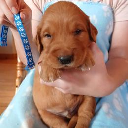Blue - Dark golden male Golden Retriever puppy in Lanesboro, Minnesota from Eagle Ridge Golden Retrievers