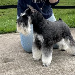 Kaiser - Miniature Schnauzer
