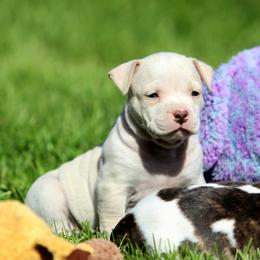 Girl 6 - Fawn female American Staffordshire Terrier puppy in Kewaskum, Wisconsin from Heritage AmStaffs