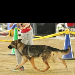 German Shepherd Puppies from Persevere Kennels