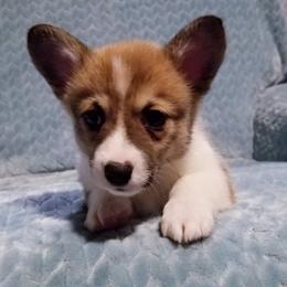American Corgi and Pembroke Welsh Corgi Puppies from Whimsical Treasure Corgis