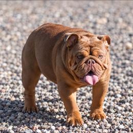 Nella - Bulldog