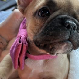 French Bulldogs from Pk Frenchies
