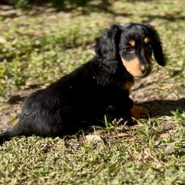 Teddy  2,000 Ready To Go - Black and tan male Dachshund puppy in Brandon, Florida from Knights Dachshunds