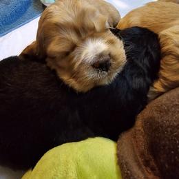 Cocker Spaniel Puppies from Kellie's Cocker Spaniels