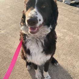Tiara - Assorted Doodle Crosses puppy in Blairstown, Missouri from Shepherd Hill Doodles