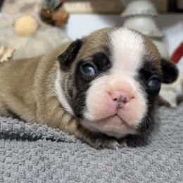 George - Fawn male French Bulldog puppy in Warm Springs, Arkansas from Seven Hills Arkansas