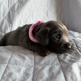 Daisy - Fawn (isabella) and tan female Dachshund puppy in Rising Star, Texas from BEAW Doxies
