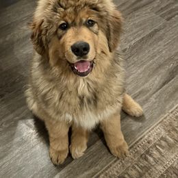 Adele - Red gold sable female Tibetan Mastiff puppy in Chippewa Falls, Wisconsin from Black Feather Tibetan Mastiffs