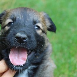 Cunning Coyote - Mahogany and black male Belgian Tervuren puppy in Vershire, Vermont from Chocorua Working Belgians
