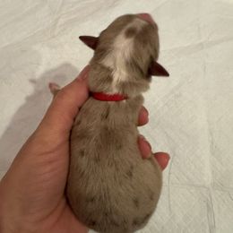 Cedar - Red merle male Australian Shepherd puppy in Columbia Falls, Montana from Firefly Horse Co Wellness Retreat Center