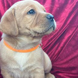 Orange Collar Girl - Yellow female Labrador Retriever puppy in Beaverdam, Virginia from Gold Heart Labradors