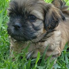 Goldendoodles, Poodles, and Shichons from Kinzor Kennels