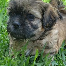 Goldendoodles, Poodles, and Shichons from Kinzor Kennels