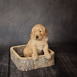 Goldendoodle Puppies from Sweet Oakley Doodles