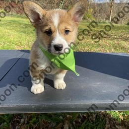 Green Collar - Red male Miniature Pinscher puppy in Eaton, New York from Snomoon Miniature Pinschers  & Pembroke Welsh Corgi