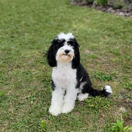 Bitsy - Bernedoodle