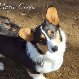 Miki - Pembroke Welsh Corgi