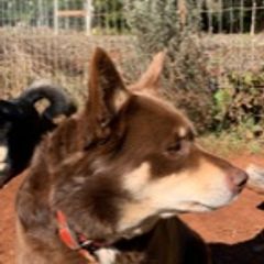 Holly - Lapponian Herder