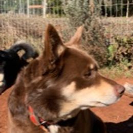 Holly - Lapponian Herder