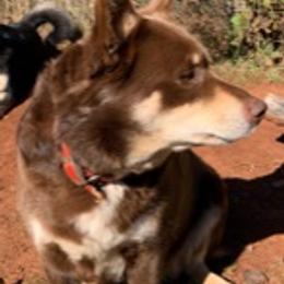Holly - Lapponian Herder