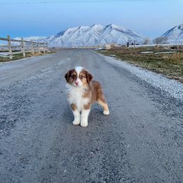 Australian Shepherd Puppies from WC Ranch