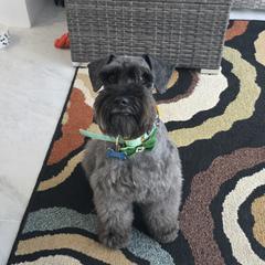 Cooter - Miniature Schnauzer