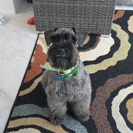 Cooter - Miniature Schnauzer