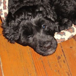 Portuguese Water Dog Puppies from Topsail PWDs
