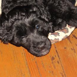 Portuguese Water Dog Puppies from Topsail PWDs